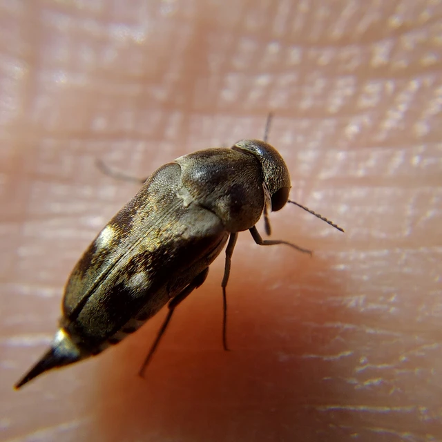 Tomoxia bucephala - kúptestű maróka