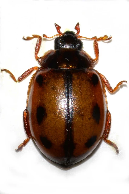 Adalia conglomerata - rajzos katica