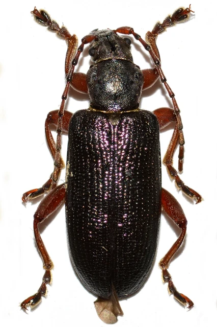 Plateumaris bracata - sötét nádbogár
