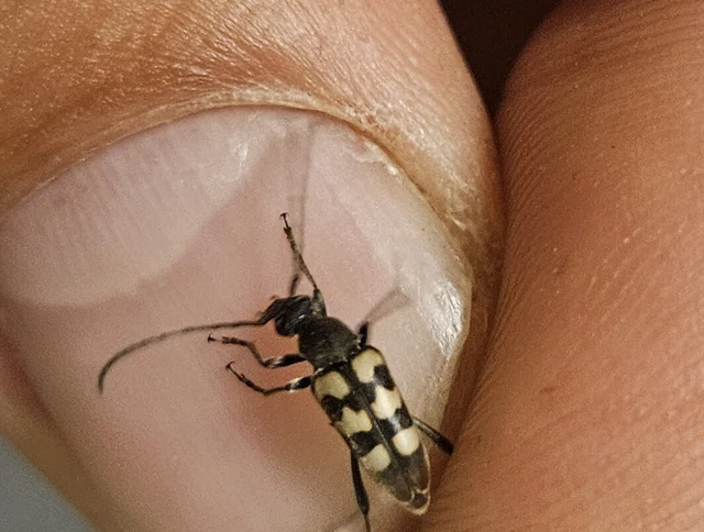 Pachytodes erraticus - rajzos virágcincér