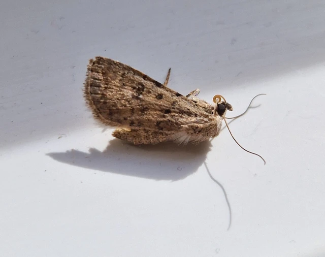 Paradrina clavipalpis - közönséges selymesbagoly
