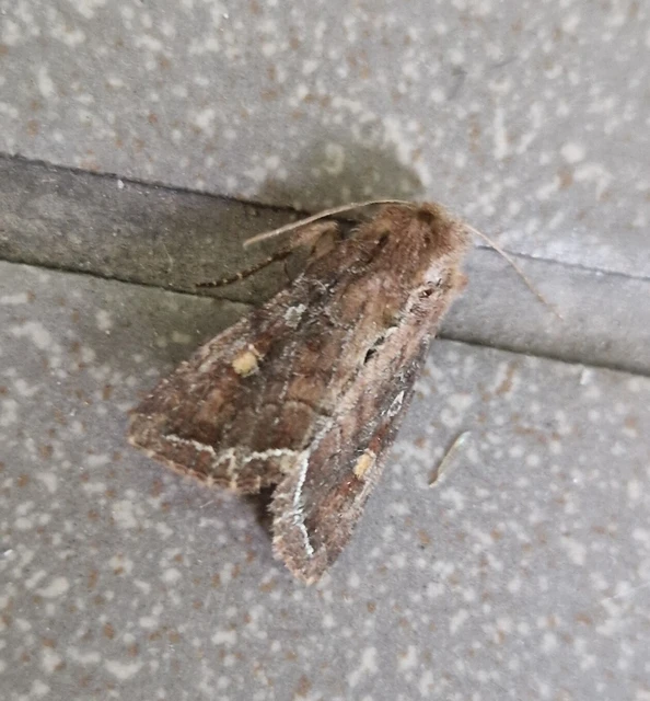 Lacanobia oleracea - saláta-kertibagoly