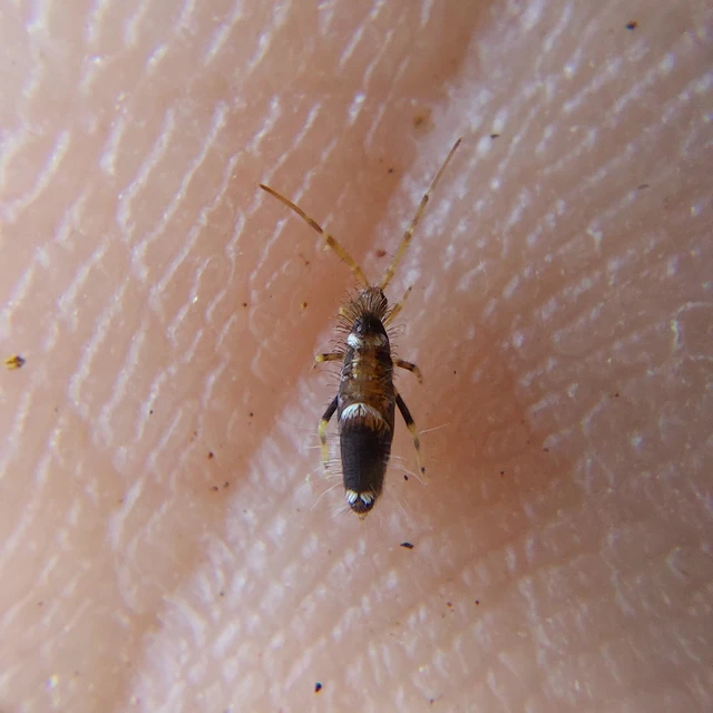 Collembola - Ugróvillások