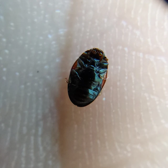 Tritoma bipustulata - feketenyakú tarbogár