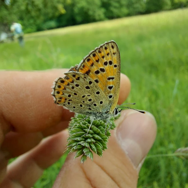 Lycaena tityrus - barna tűzlepke