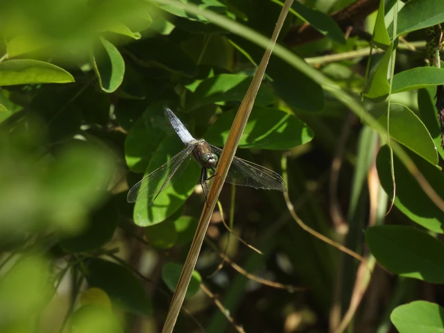Orthetrum cancellatum - feketefarkú pásztorszitakötő