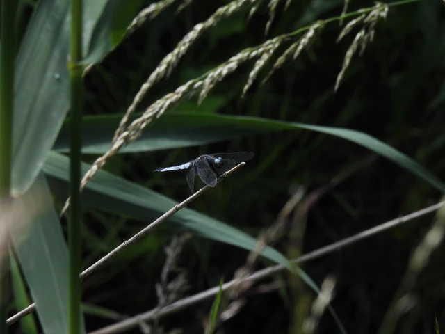 Libellula fulva - kisfoltos laposacsa