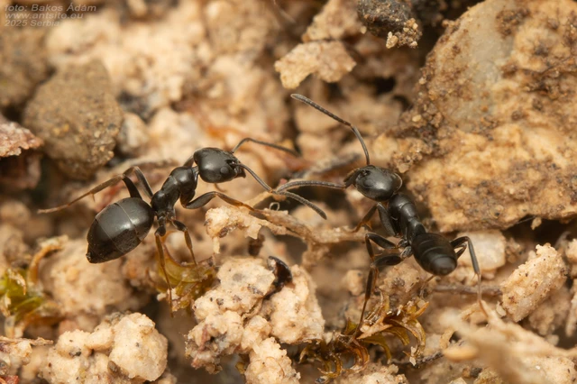 Tapinoma erraticum - kóborhangya