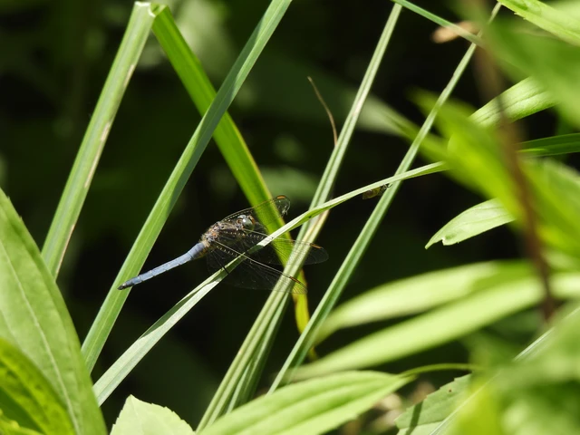 Orthetrum coerulescens - karcsú pásztorszitakötő