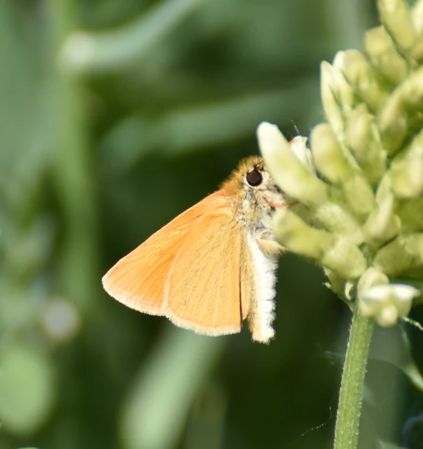 Thymelicus lineola - vonalas busalepke