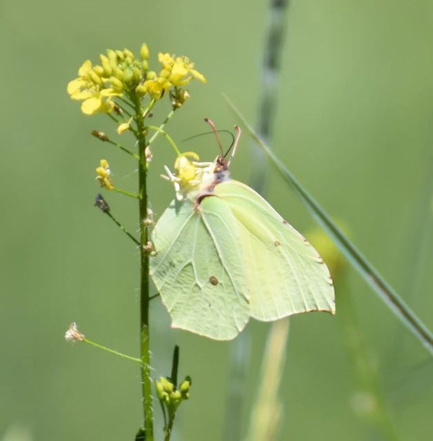 Gonepteryx rhamni - citromlepke