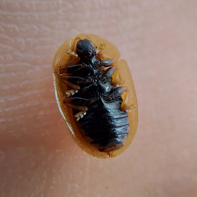 Cassida vibex - szőrös pajzsbogár