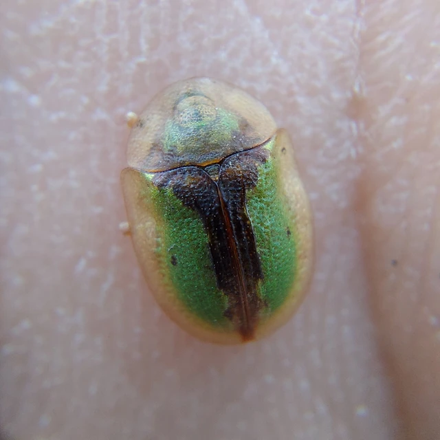 Cassida vibex - szőrös pajzsbogár