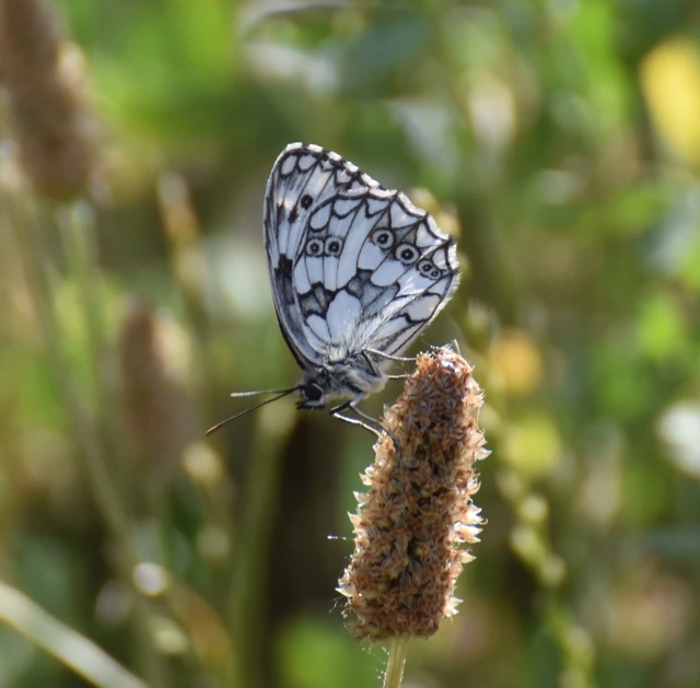 Melanargia galathea - sakktáblalepke
