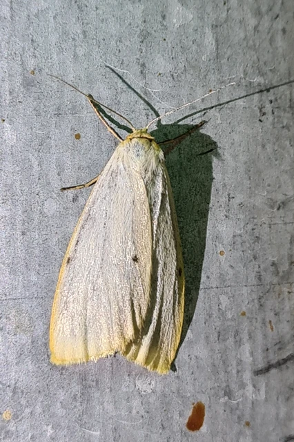 Cybosia mesomella - csontszínű molyszövő