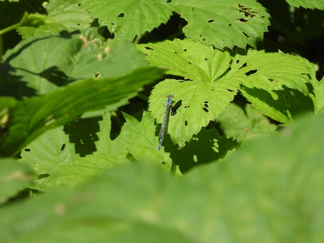 Enallagma cyathigerum - kéksávos légivadász