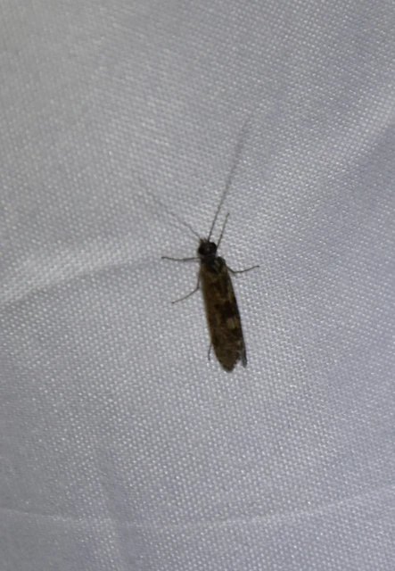 Trichoptera - Tegzesek