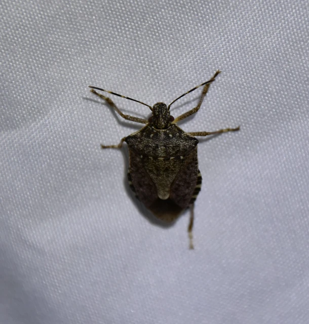 Halyomorpha halys - ázsiai márványospoloska
