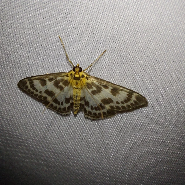 Anania hortulata - tarka csalánmoly