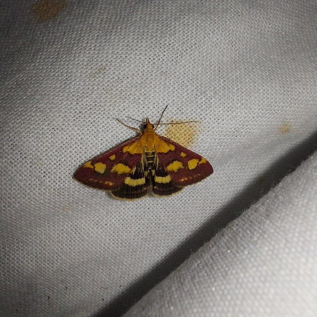 Pyrausta purpuralis - közönséges bíbormoly