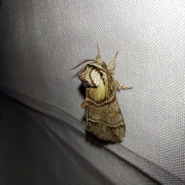 Drymonia velitaris - hegyi púposszövő
