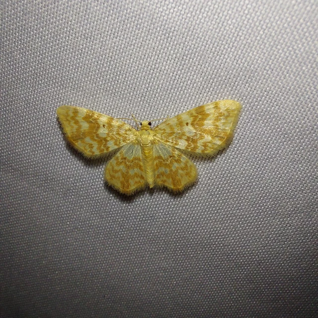 Hydrelia flammeolaria - narancssárga araszoló