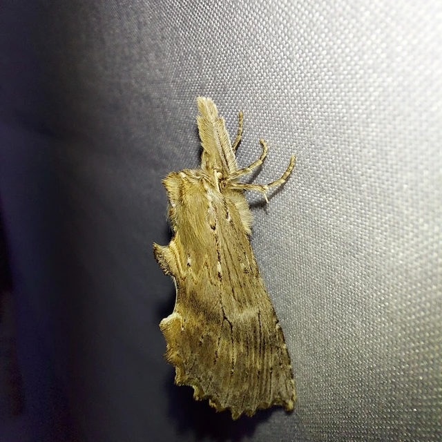 Pterostoma palpina - csőrös púposszövő