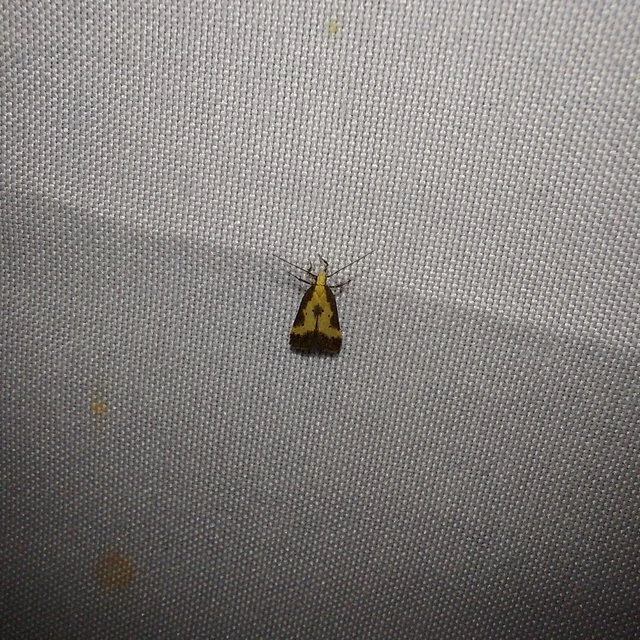 Brachmia dimidiella - citromkocsord-lápimoly