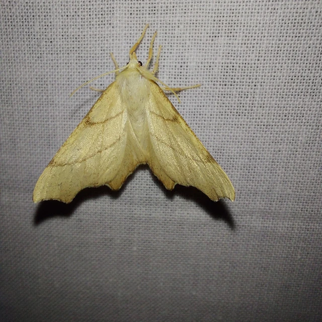 Ennomos erosaria - hársfa-levélaraszoló