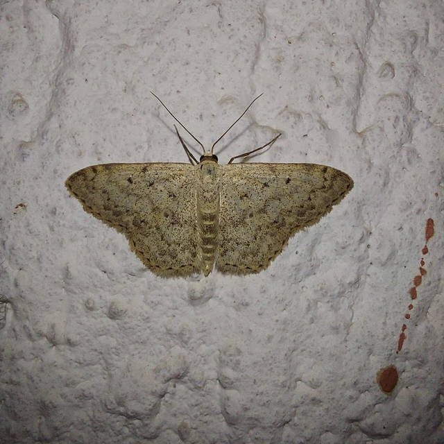 Scopula marginepunctata - pettyes sávosaraszoló