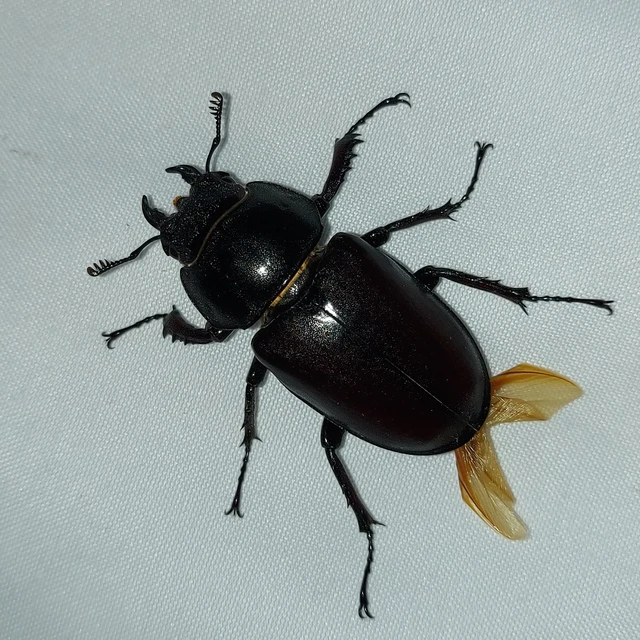 Lucanus cervus - nagy szarvasbogár