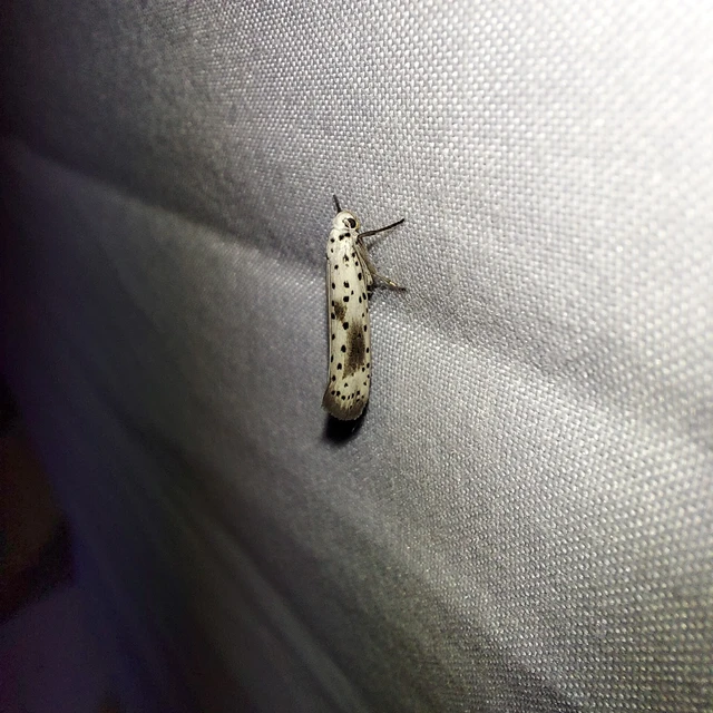 Yponomeuta irrorella - pókhálós kökénymoly
