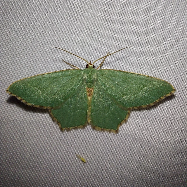 Hemithea aestivaria - nyír-zöldaraszoló