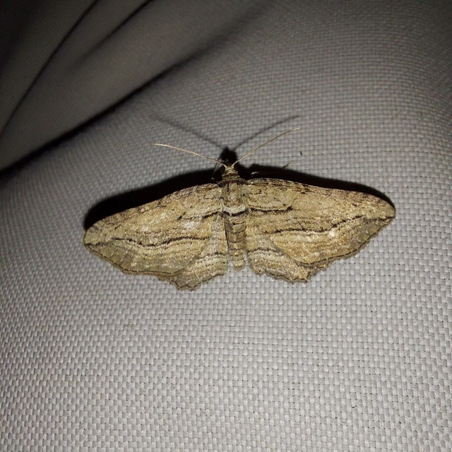Horisme corticata - barna iszalagaraszoló