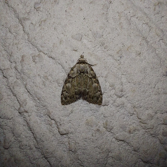 Meganola strigula - hamvas pamacsosszövő