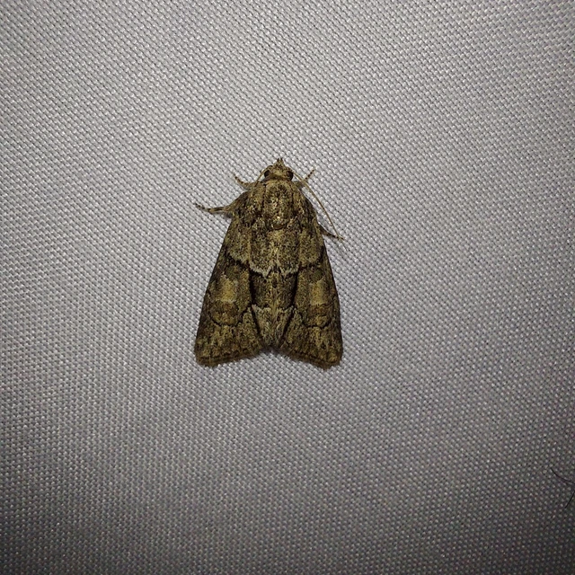 Cryphia fraudatricula - homoki zuzmóbagoly
