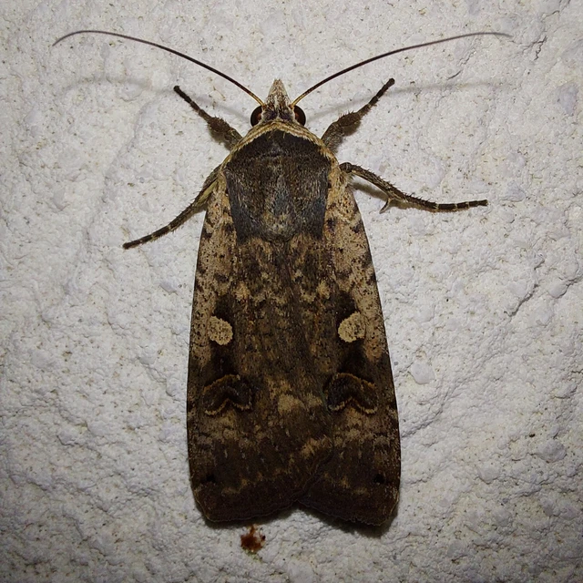 Noctua pronuba - nagy sárgafűbagoly