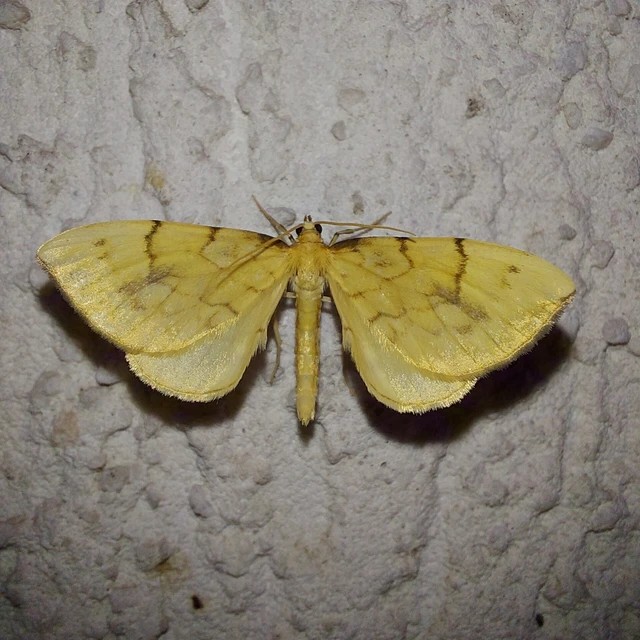 Eulithis pyraliata - sárga galajaraszoló