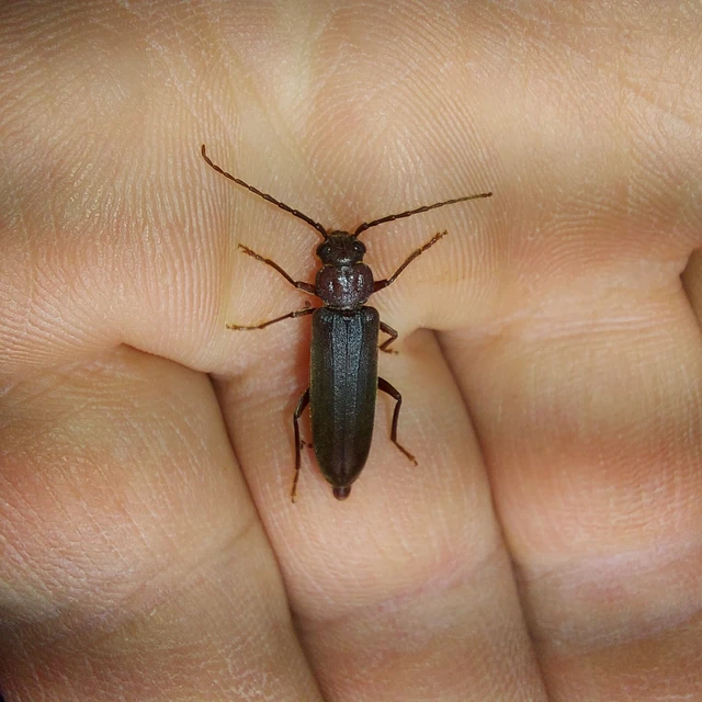 Arhopalus rusticus - gödrösnyakú cincér