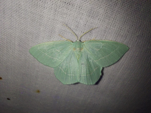 Hemistola chrysoprasaria - kékes zöldaraszoló