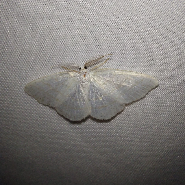Cabera exanthemata - pettyes égeraraszoló