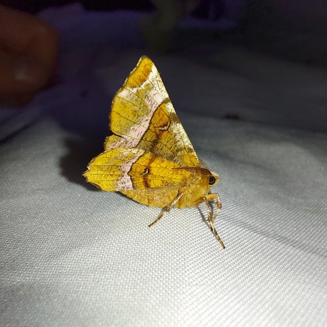 Selenia tetralunaria - négyfoltos holdasaraszoló
