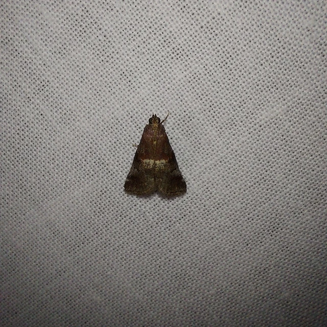 Acrobasis marmorea - márványos karcsúmoly
