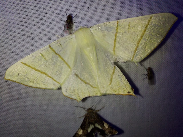 Ourapteryx sambucaria - fecskefarkú araszoló