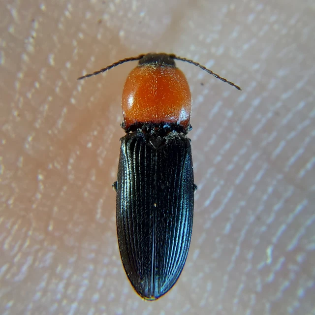 Cardiophorus gramineus - pirosnyakú szívespattanó