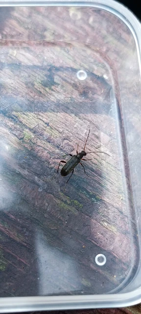 Grammoptera ruficornis - gyűrűscsápú galagonyacincér Grammoptera ruficornis - gyűrűscsápú galagonyacincér