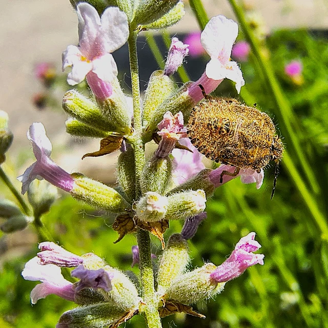 Dolycoris baccarum - közönséges bogyómászó-poloska Dolycoris baccarum - közönséges bogyómászó-poloska