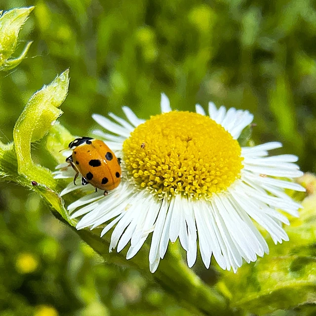 Hippodamia variegata - tizenhárompettyes katica