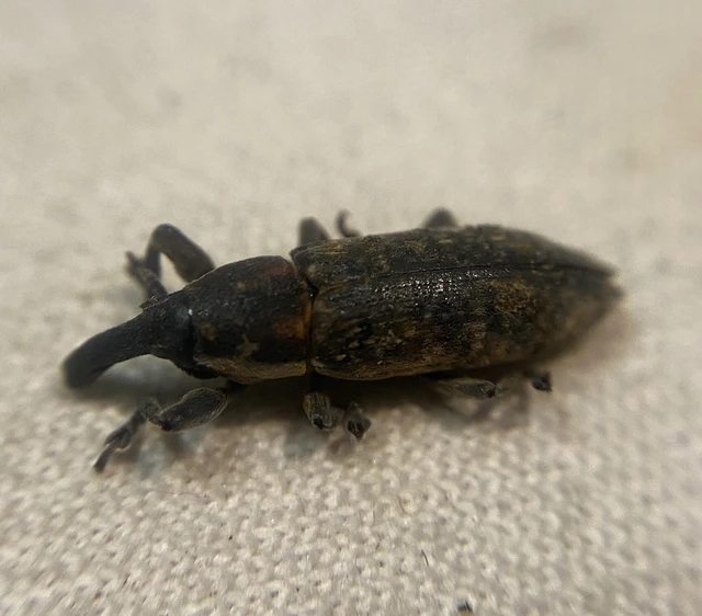 Lixus bituberculatus - kétpúpú dudvabarkó