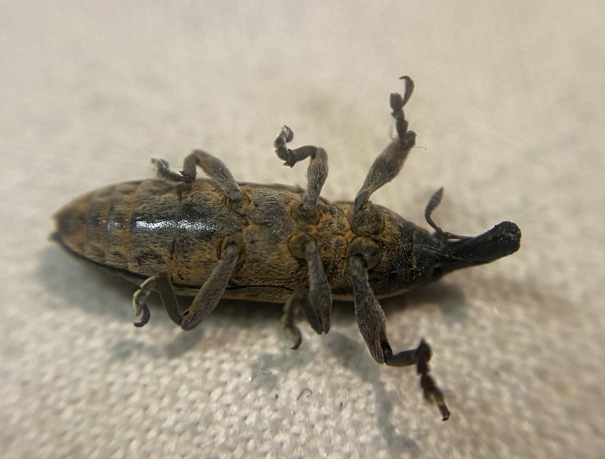 Lixus bituberculatus - kétpúpú dudvabarkó
